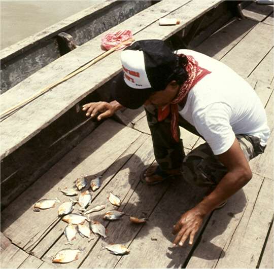 The afternoon's catch wasn't very respectable. Photo by FG.