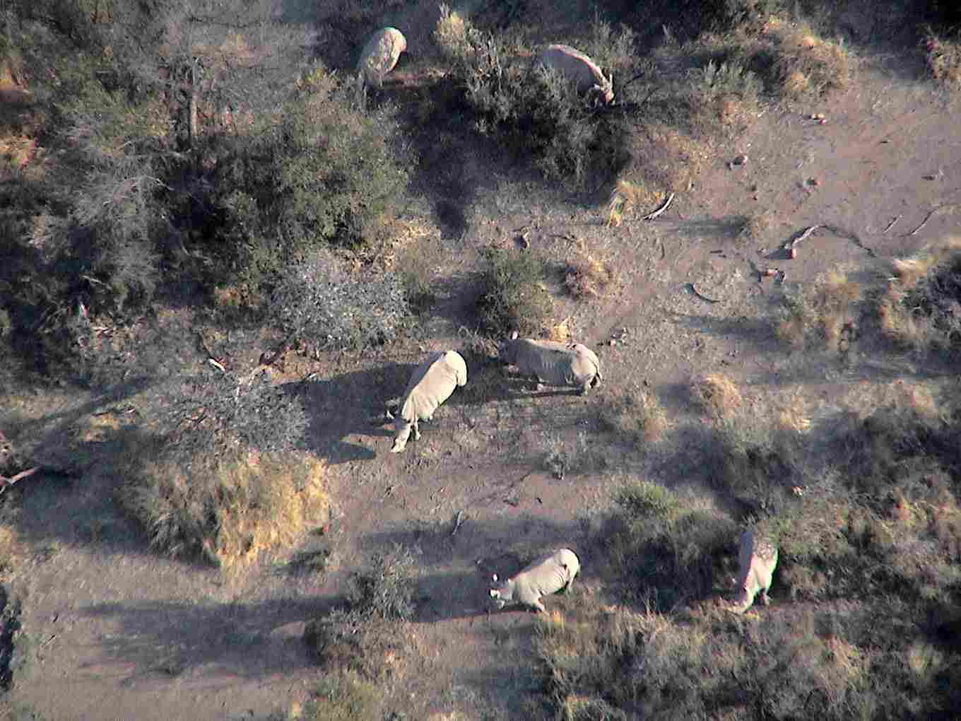 Looking down at several rhinos.  Photo by FG.