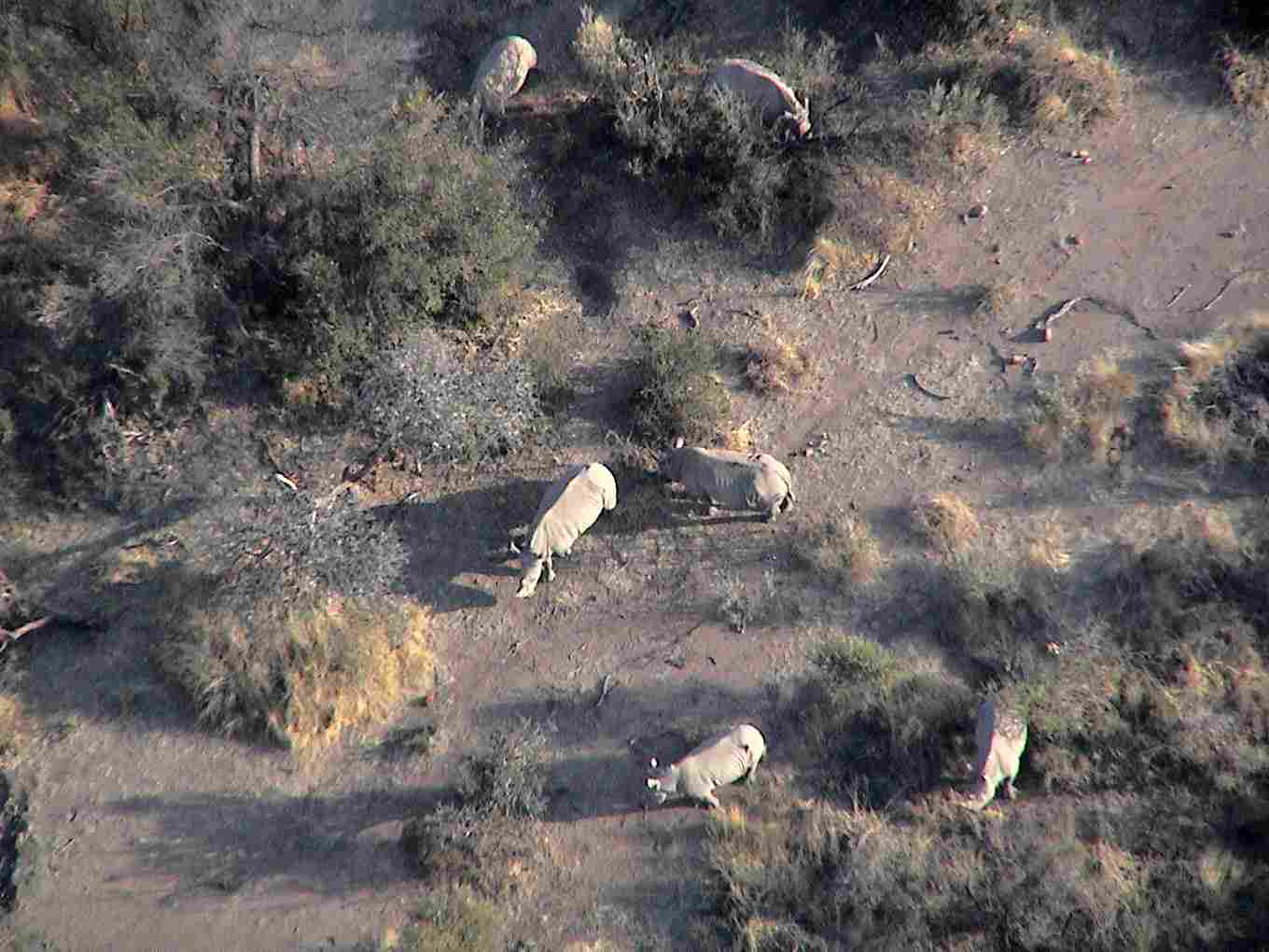 Looking down at several rhinos. Photo by FG.