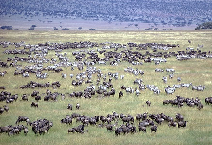 Wildebeest migration.  Photo from the Internet.
