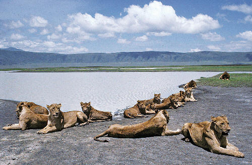 Lions in the Ngorongoro Crater.  Photo from the Internet.