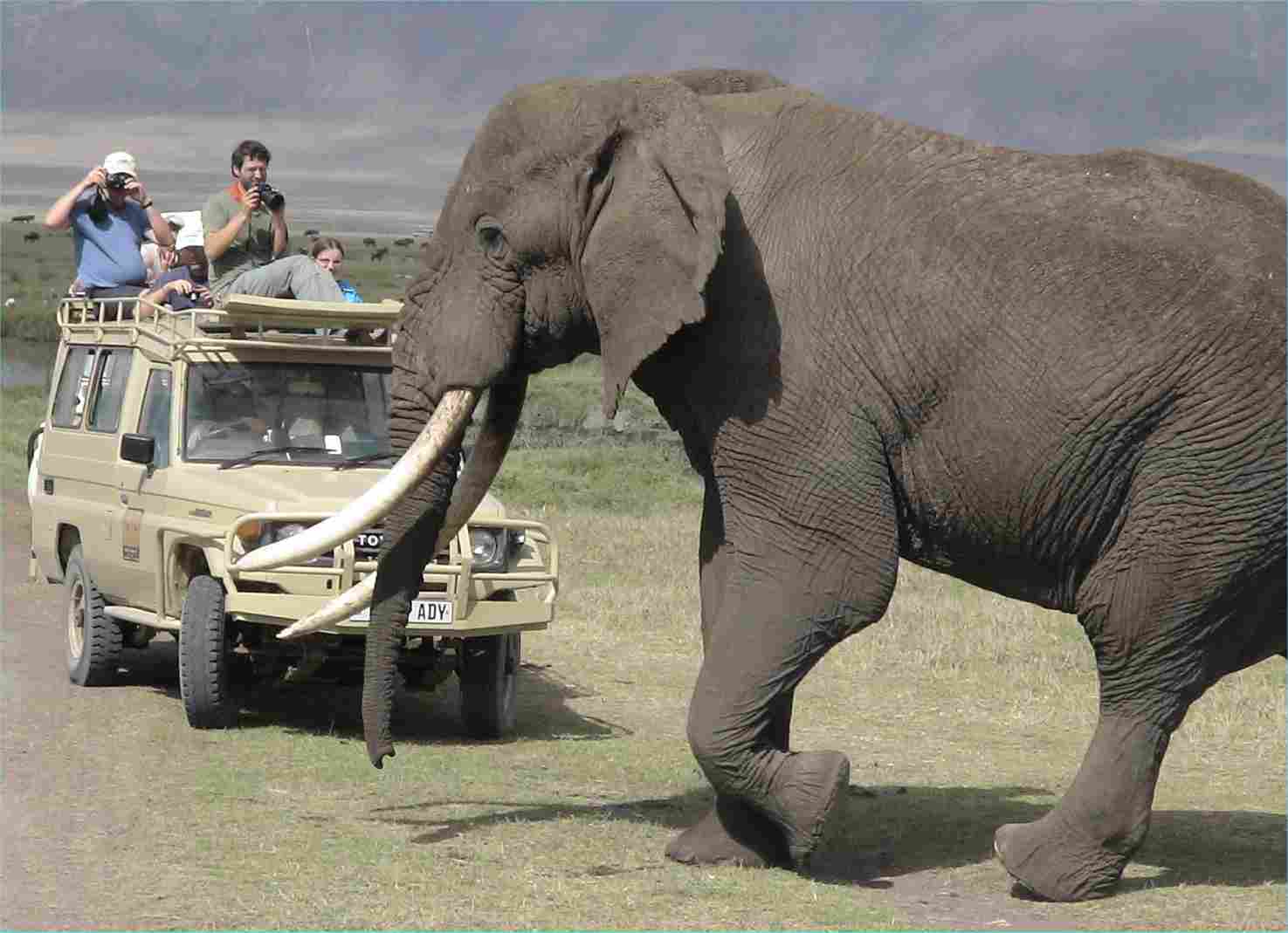 Game viewing and picture taking in the crater are extraordinary. Photo by FG.