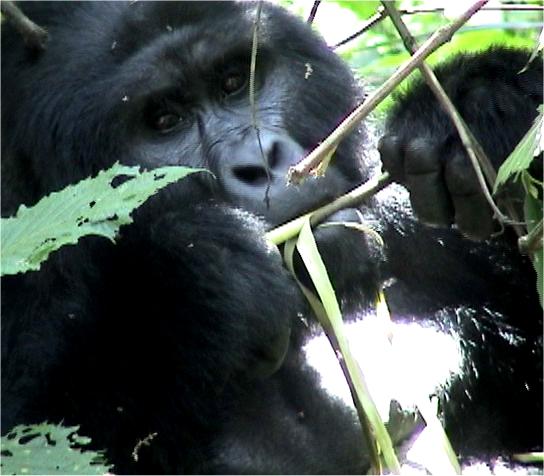 Gorillas.  Photo by FG.