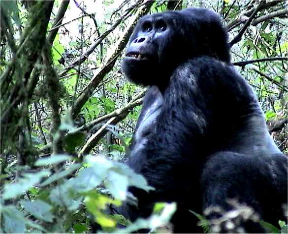 Gorillas. Photo by FG.