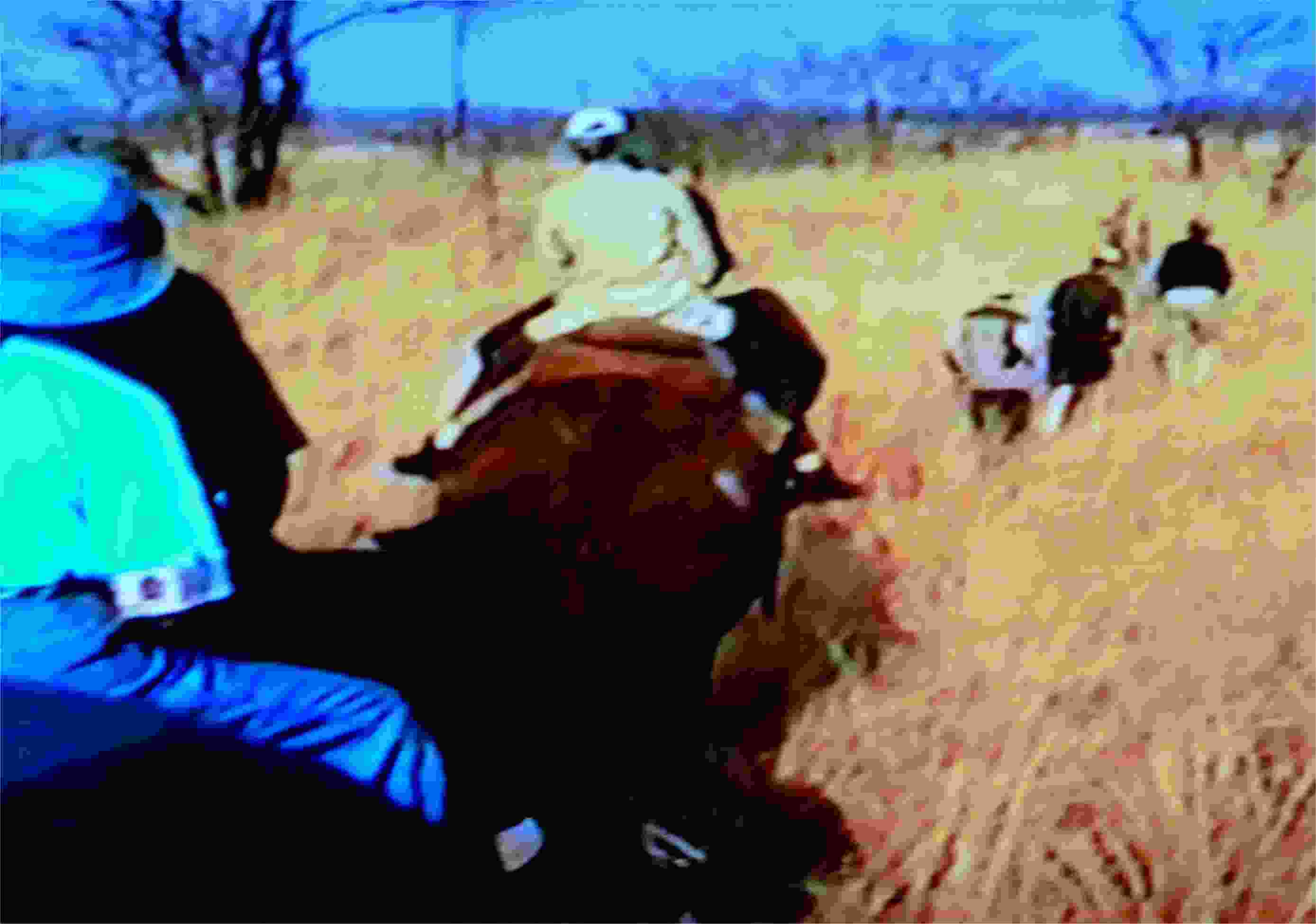 I thoroughly enjoyed the elephant rides. They were marvelous, a real treat! Photo from video by FG.