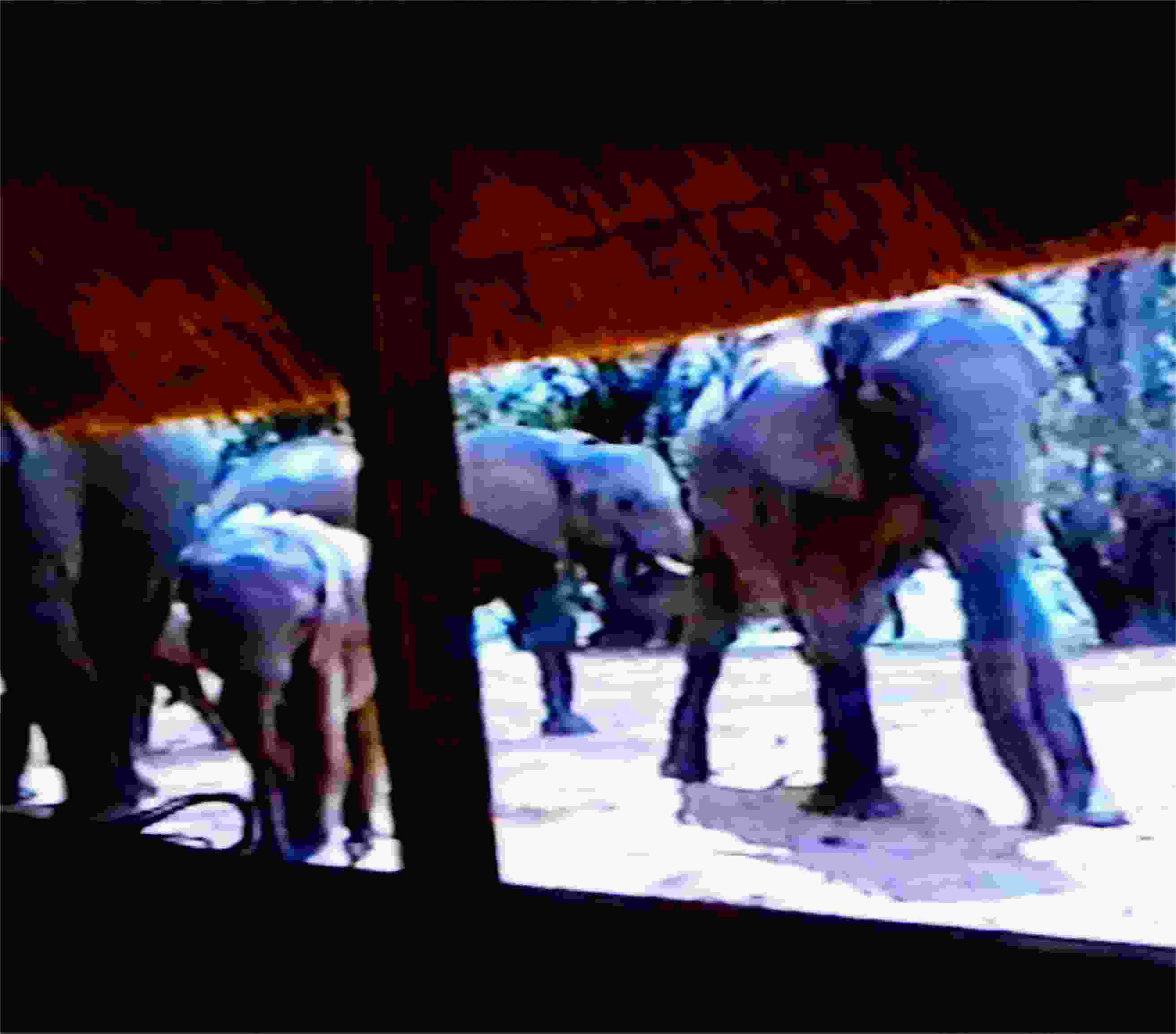 At Ruckomechi, elephants surrounded our cabin. I was very busy taking video pictures of them. Photo from video by FG.