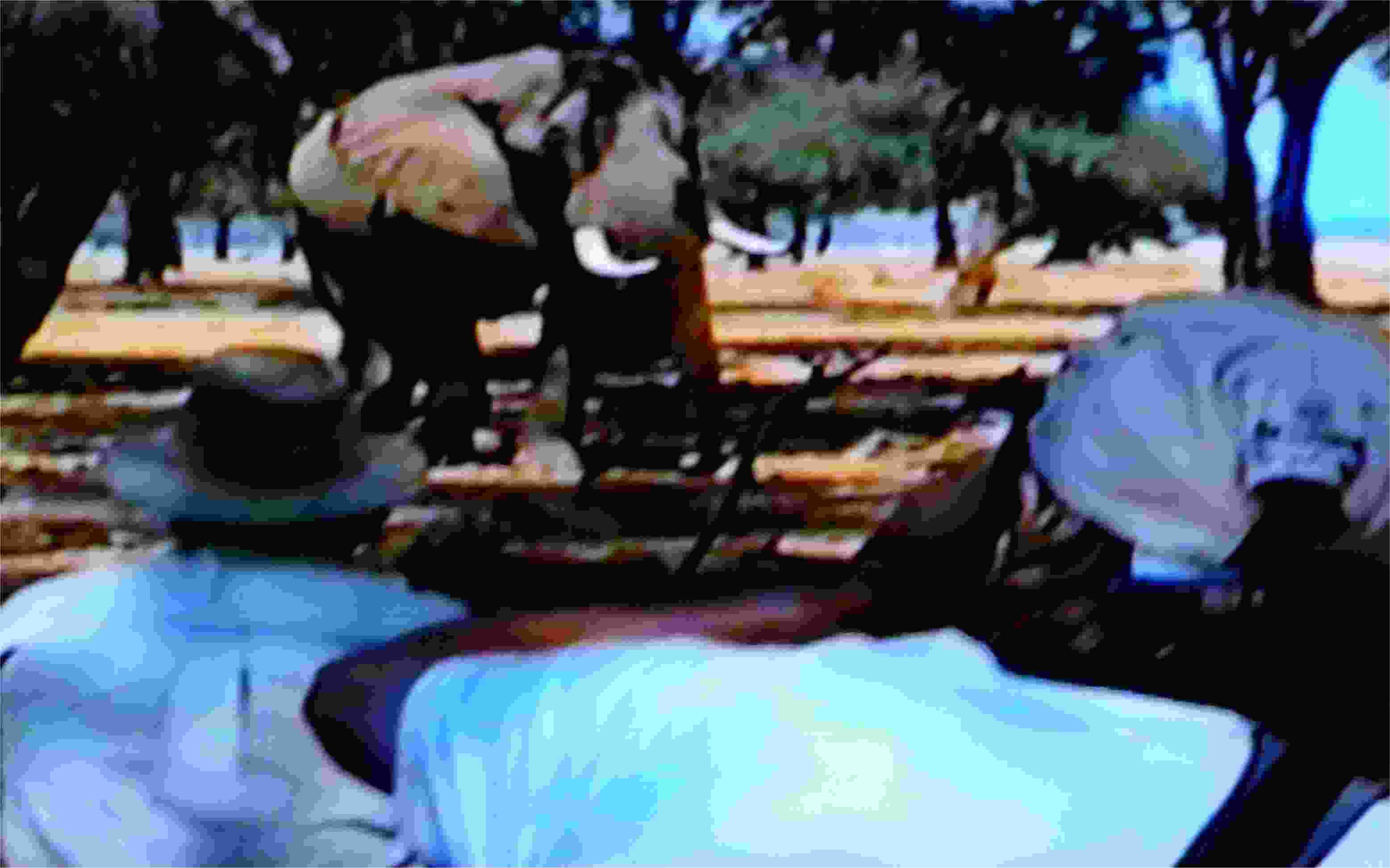 We got pretty close to wild elephants. Photo from video by FG.