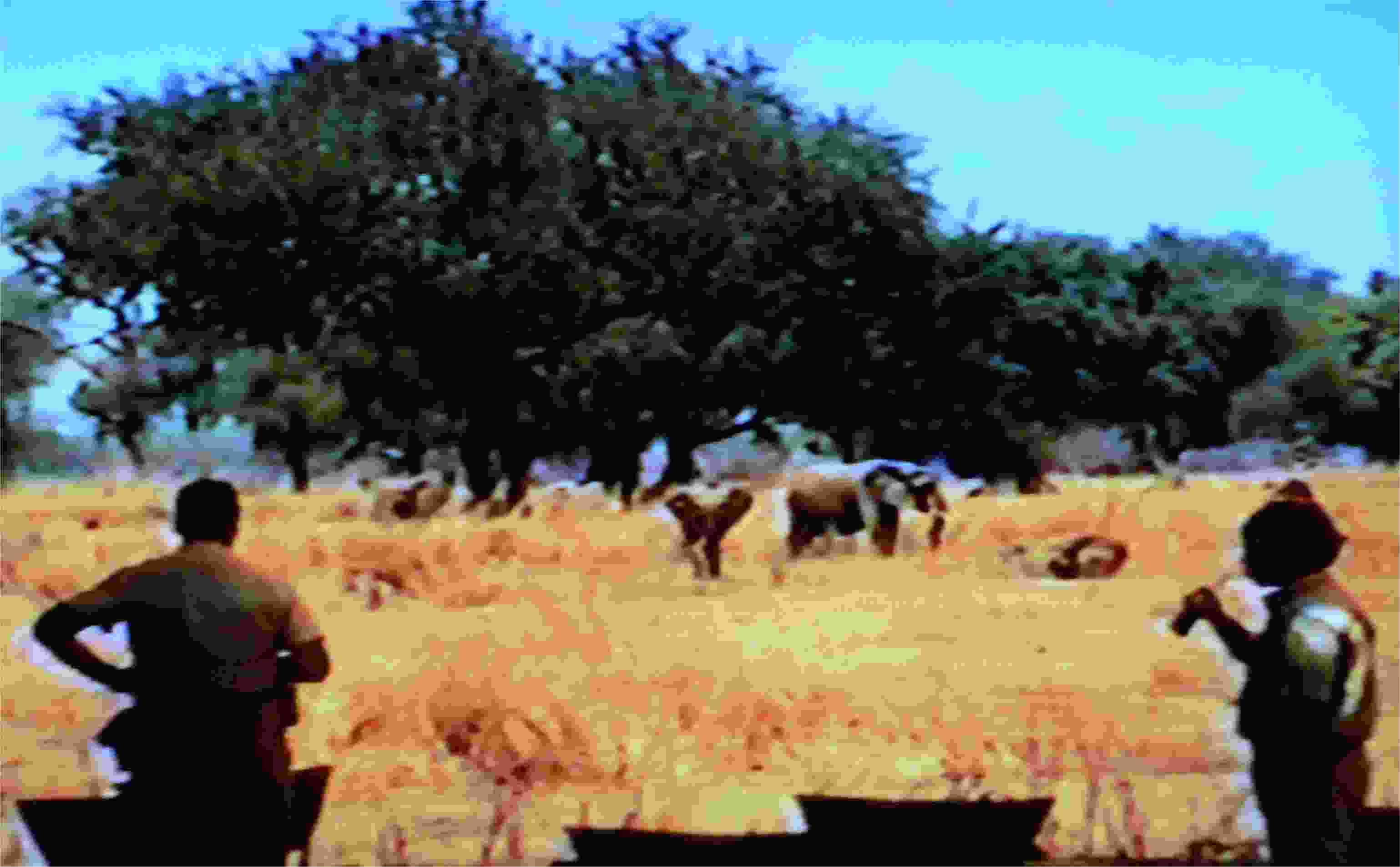 On foot, we tracked two lions for maybe a quarter mile.  As we got near, they strolled away from us, finally settling in the shade of a big tree.  Photo from video by FG.