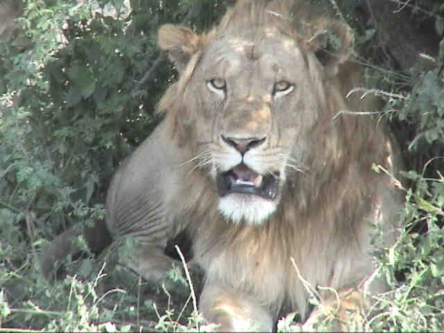 We stare at the lion and he stares back at us.  Notice a tooth is missing.  Photo by FG.