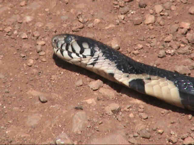 The black mamba has been run over on the road.  I wouldn't dare get this close otherwise.  Photo by FG.