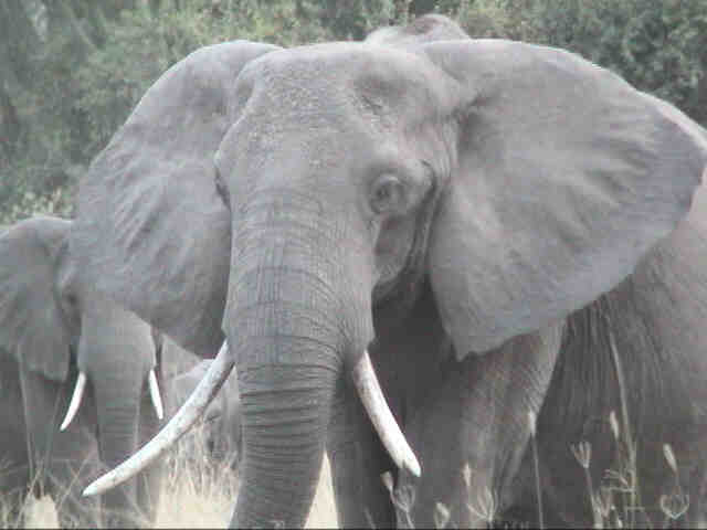 We are able to see lots of elephants.  They are absolutely fascinating to watch.  This one seems a little upset with us.  Photo by FG.