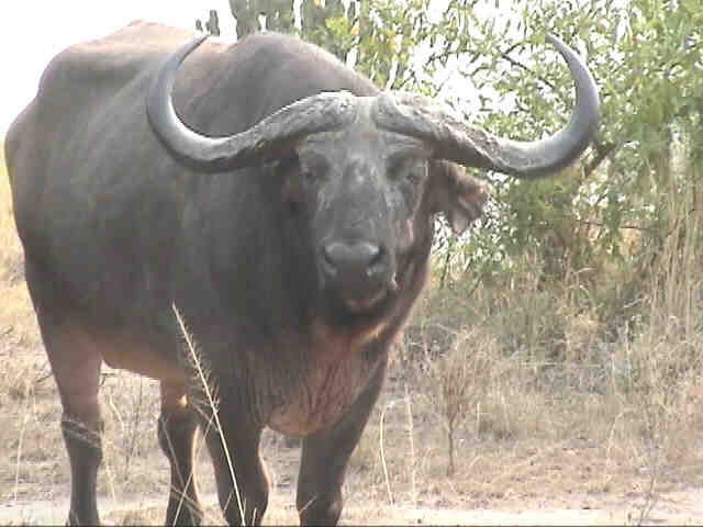 We saw many buffalo from afar.  This one, closer to us, is a loner and seems a little lethargic.  Photo by FG.