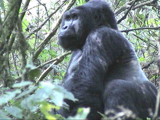 Being able to 'conquer' the Impenetrable Forest and see some gorillas is unquestionably the highlight of the trip.  Photo by FG.